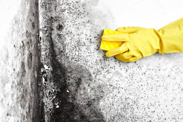 Best Mold Remediation for Specific Building Types in Clinton, MO