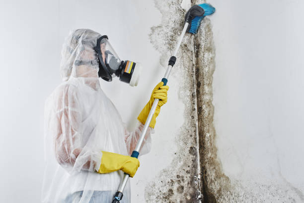 Professional Mold Remediation in Clinton, MO