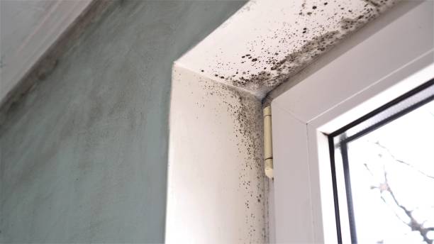 Best Basement Mold Remediation in Clinton, MO