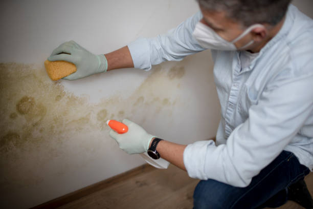 Best Kitchen Mold Remediation in Clinton, MO