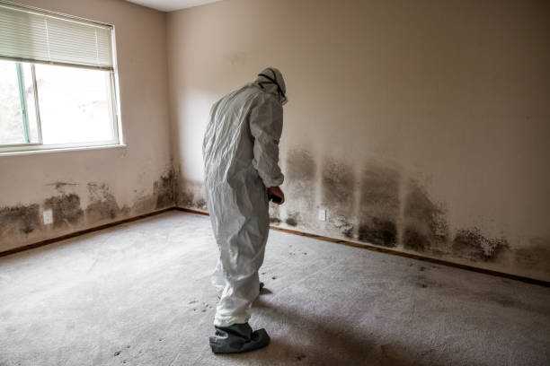 Best Post-Flood Mold Remediation in Clinton, MO
