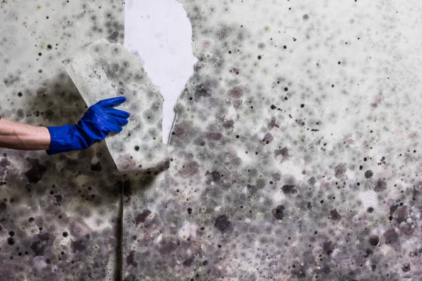 Best Industrial Mold Remediation in Clinton, MO